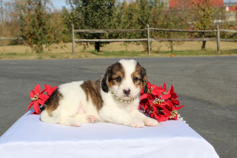 puppy, for, sale, Mini Bernedoodle F2, Matthew B. Stoltzfus, dog, breeder, Gap, PA, dog-breeder, puppy-for-sale, forsale, nearby, find, puppyfind, locator, puppylocator, aca